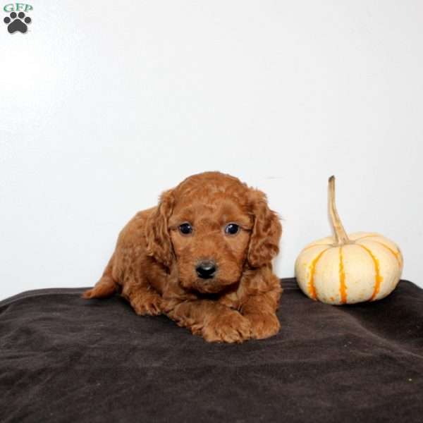 Cato, Mini Goldendoodle Puppy